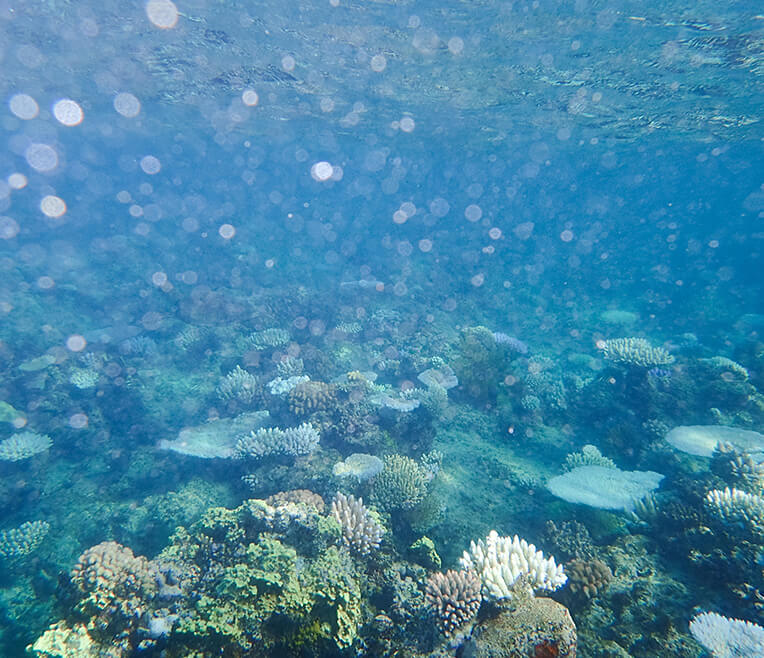 Coral Reefs – the lungs of the planet