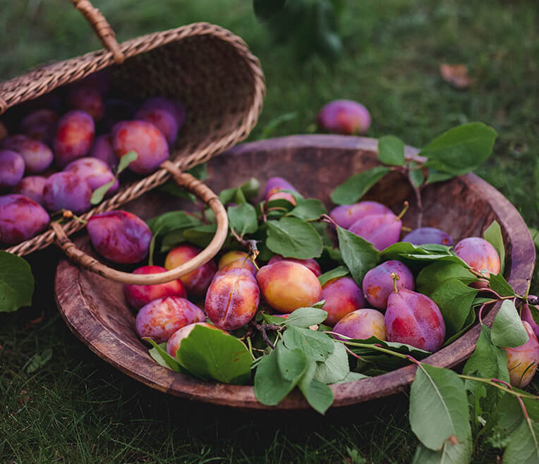 Plums & Gardens – All about Plums