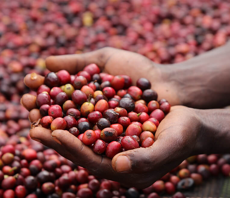Coffee cultivation and regions
