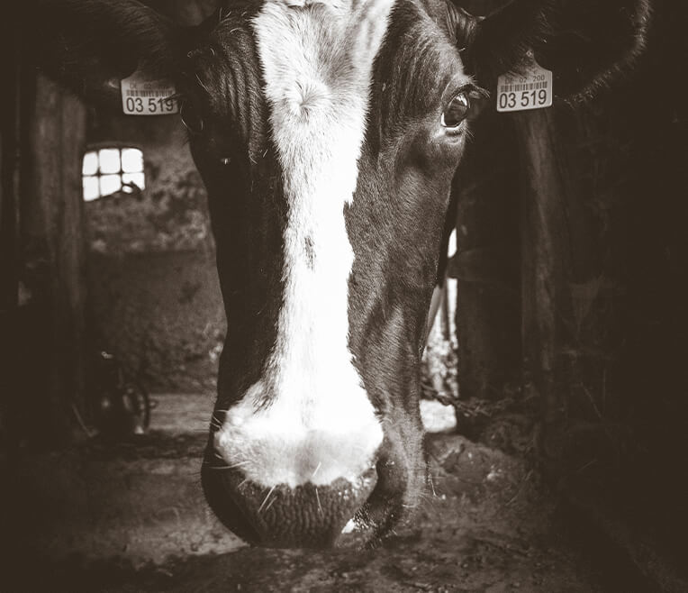 Holger, the dairy farmer