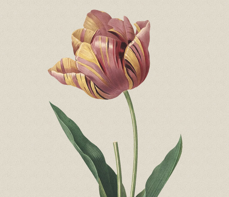 Die »Tulpenmanie« im Goldenen Zeitalter der Niederlande
