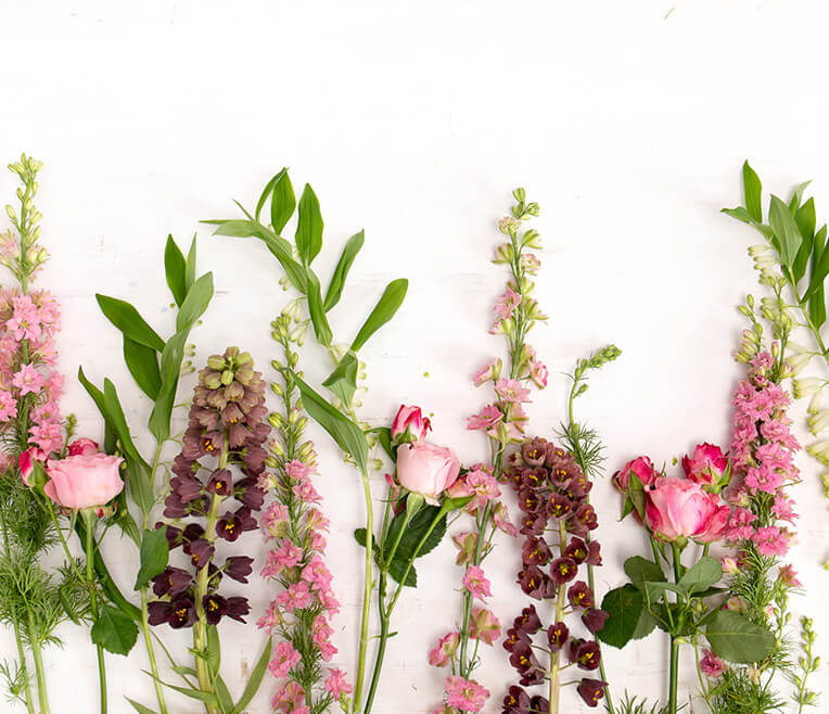 Deko Frühling: Blumen Guide »Rosa« mit Botanic Art