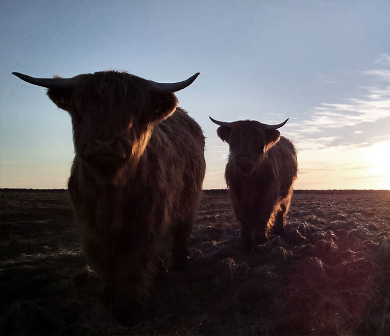 Wohnen und Leben auf einer Hallig