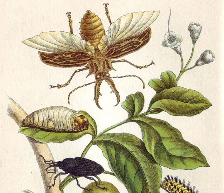 Jungle Queens – Abenteurerinnen und Forscherinnen in der Geschichte