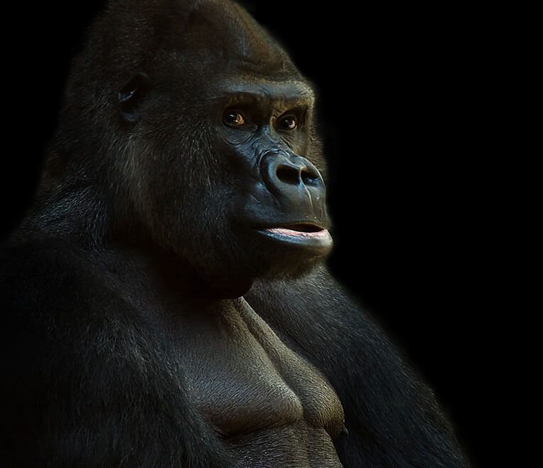 Fascination Gorillas – Living in the Jungles of Africa