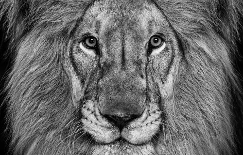 David Yarrow »STORYTELLING«                Galerie CAMERA WORK, Berlin